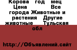 Корова 1 год 4 мец › Цена ­ 27 000 - Все города Животные и растения » Другие животные   . Тульская обл.